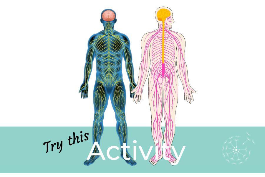 Children’s Activity: My Nervous System